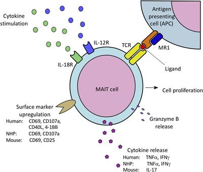 Understanding the Role of Mucosal-Associated Invariant T-Cells in Non-human Primate Models of HIV Infection